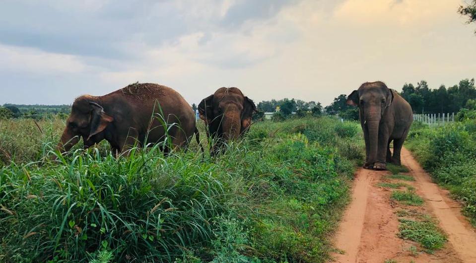 Karnataka Forest Department, WRRC, and Bosch Global Software Technologies collaborate to open the first Elephant Care Facility in the state